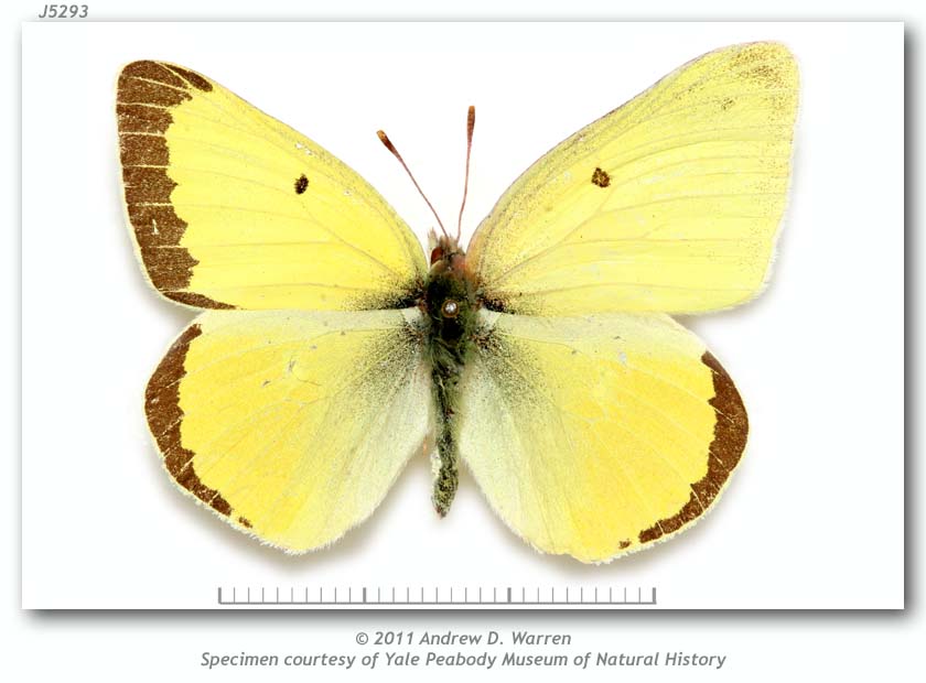 Colias alexandra (gynandromorph, middle St. Vrain Cyn., Raymond, Boulder Co., CO  1970s) (Internet Image property of respective owner, non-commercial use only)
